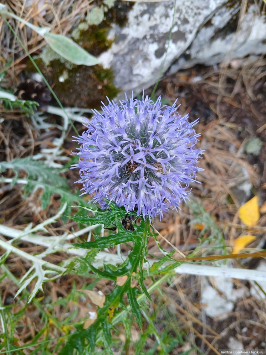 Кто пойдёт со мной в поход? Часть третья