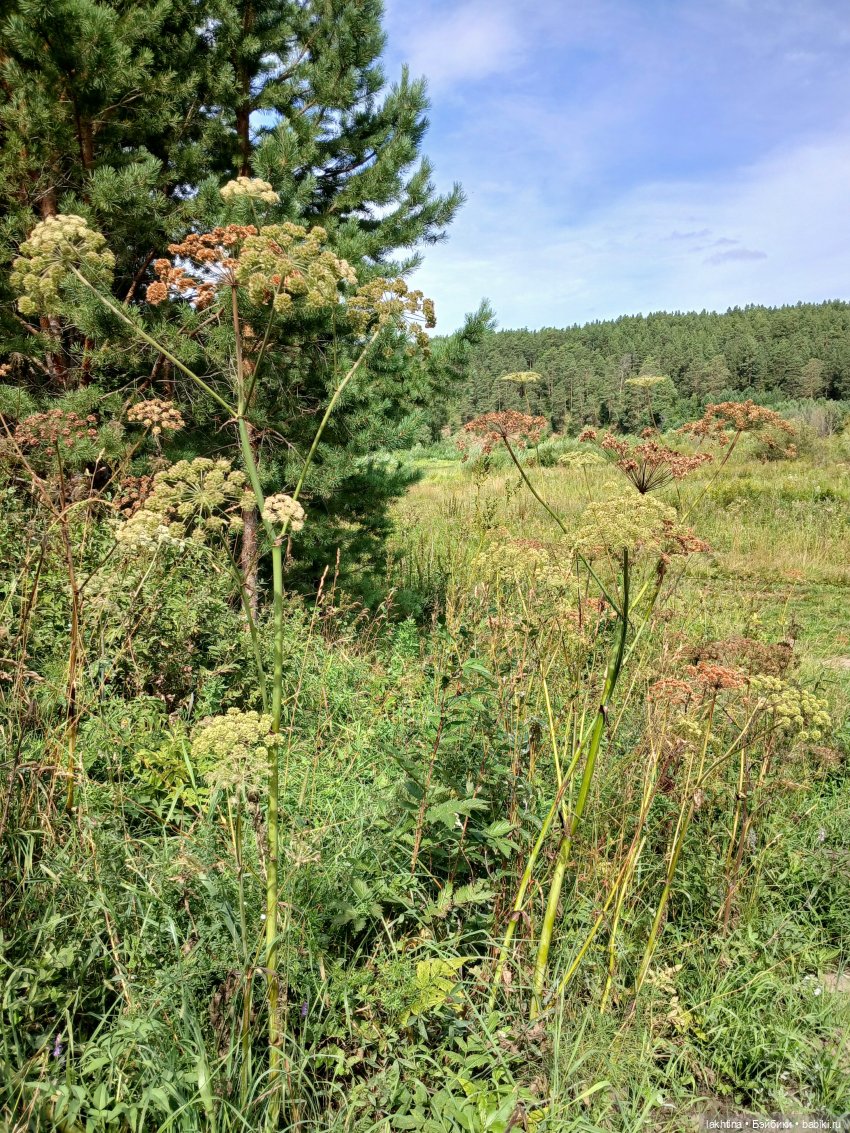 Кто пойдёт со мной в поход? Часть третья