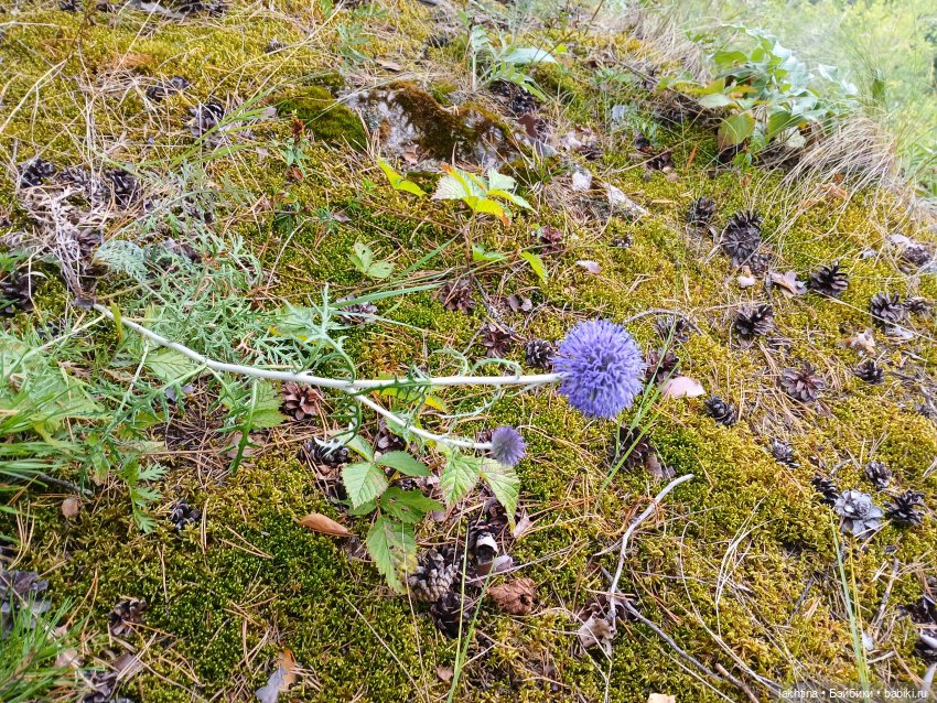 Кто пойдёт со мной в поход? Часть третья