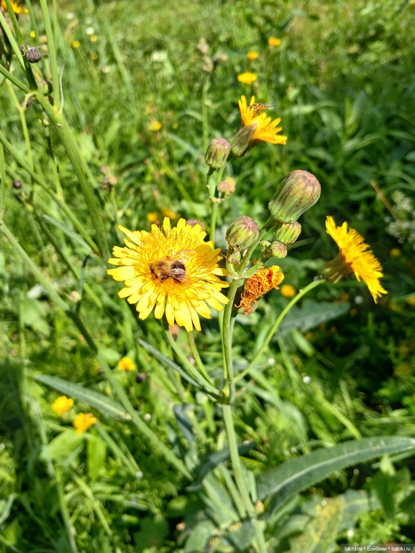 Кто пойдёт со мной в поход? Часть третья (фото 10)