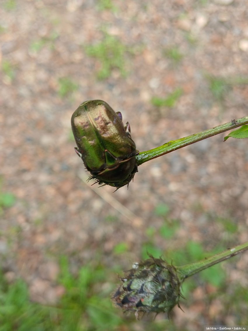 Кто пойдёт со мной в поход? Часть третья (фото 9)