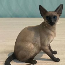 Phicen сиамский кот
