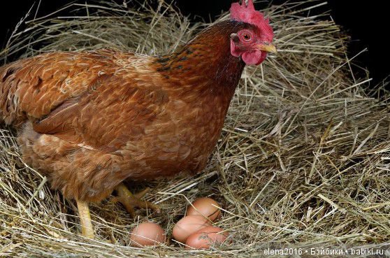 Куриная ферма — Коллекционные игрушки и фигурки: Lego (фото 2)