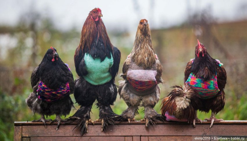 Куриная ферма — Коллекционные игрушки и фигурки: Lego