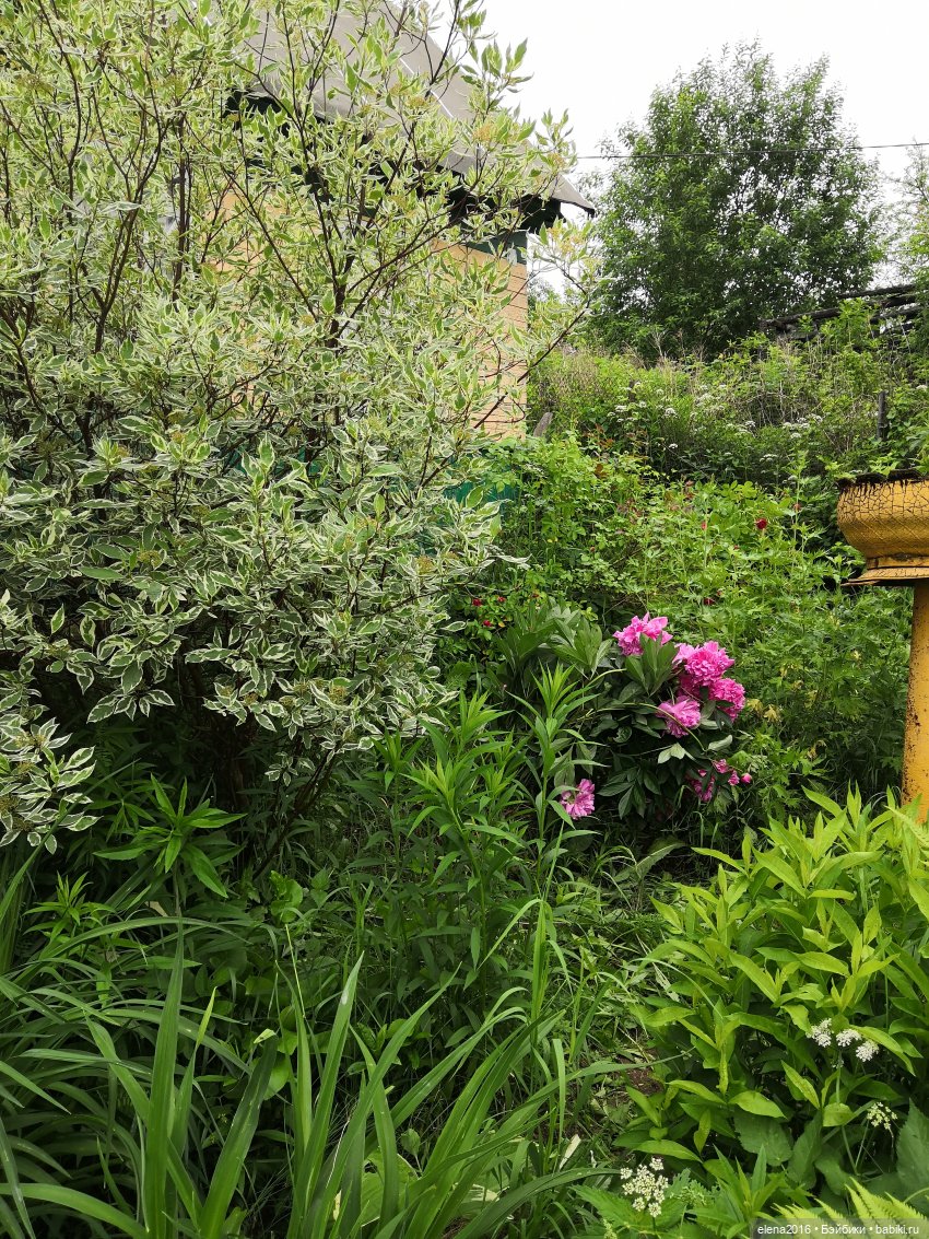 Рапуша на даче | Бэйбики Рапуша на даче — Интересные игрушки и фигурки (разное): редкие (фото 10)