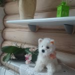 Коллекционная игрушка белый Йорк Steiff