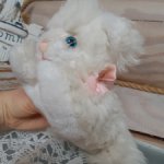 Котик Германия