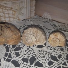 Морские ракушки для фотосессии