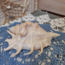Ракушка декоративная морская