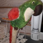 Попугай Германия