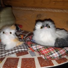 Котики на подушечках