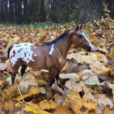 Конная прогулка в осеннем лесу и немного предыстории