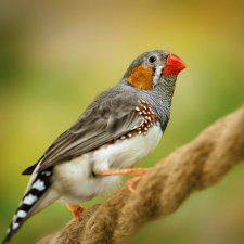 Мои Австралийские воробьи