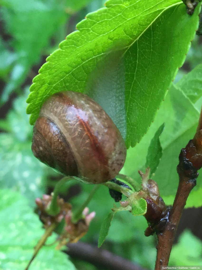 Яркая жизнь Арнольда. Чудеса природы после дождя. Часть 2 (фото 3)
