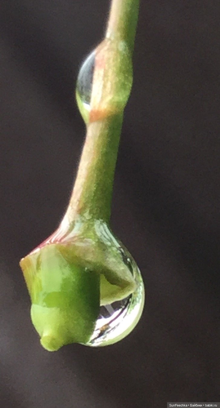 Яркая жизнь Арнольда. Чудеса природы после дождя. Часть 2 (фото 10)