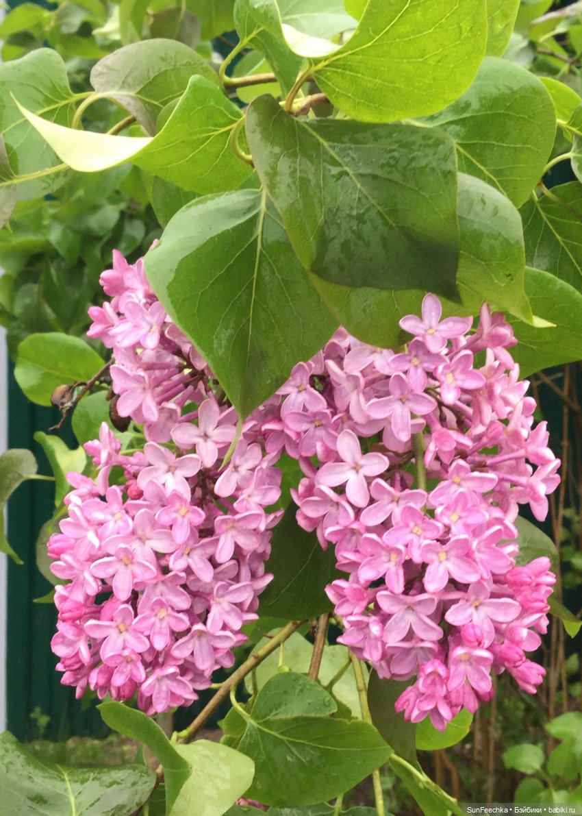 Яркая жизнь Арнольда. Чудеса природы после дождя. Часть 2 (фото 4)