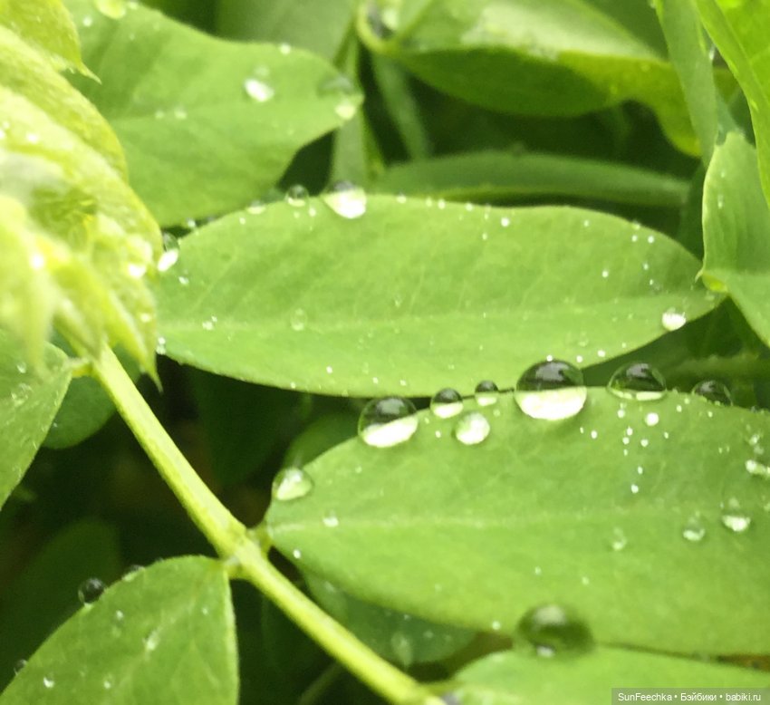 Яркая жизнь Арнольда. Чудеса природы после дождя. Часть 2 (фото 8)