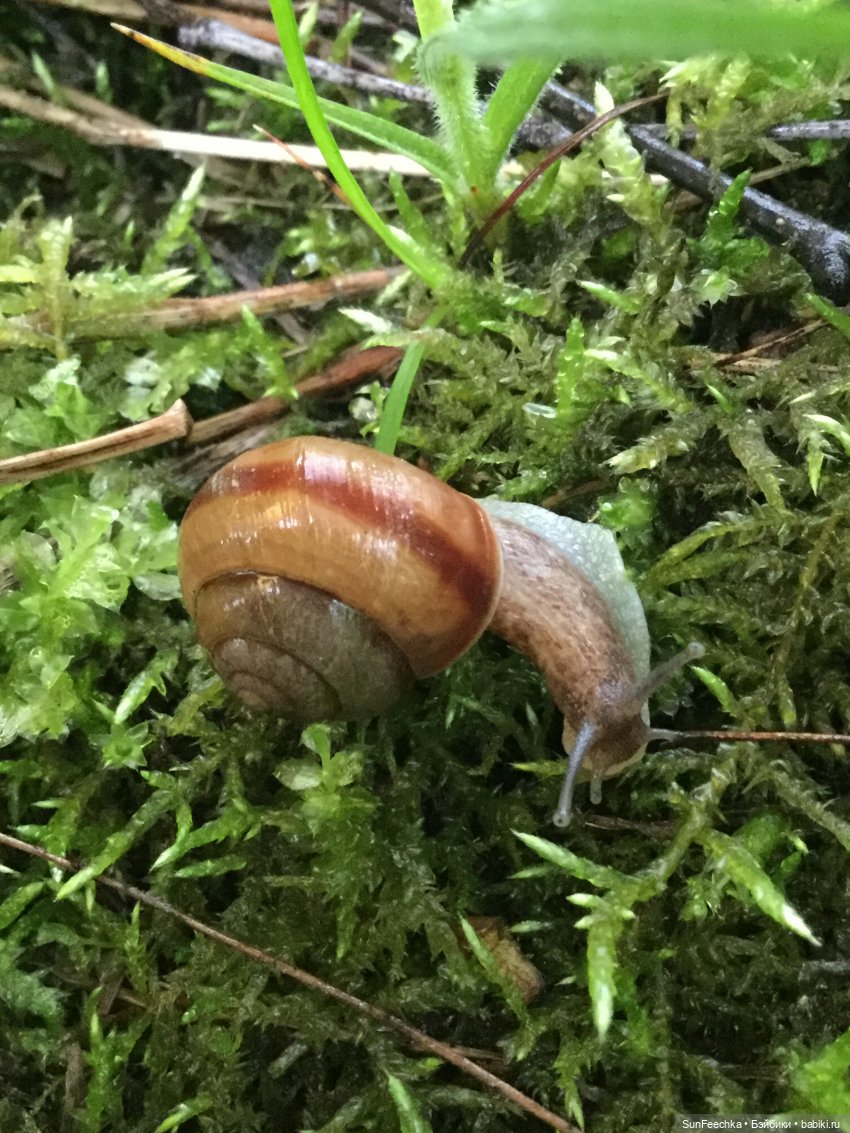 Яркая жизнь Арнольда. Чудеса природы после дождя. Часть 2 (фото 2)