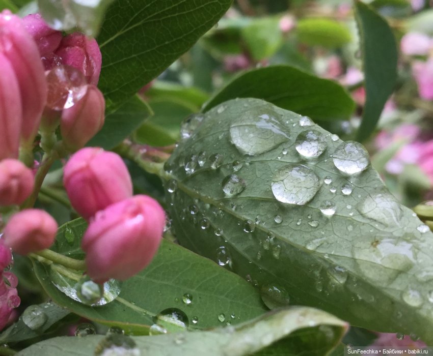 Яркая жизнь Арнольда. Чудеса природы после дождя. Часть 2 (фото 5)