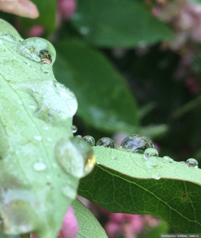 Яркая жизнь Арнольда. Чудеса природы после дождя. Часть 2 (фото 9)