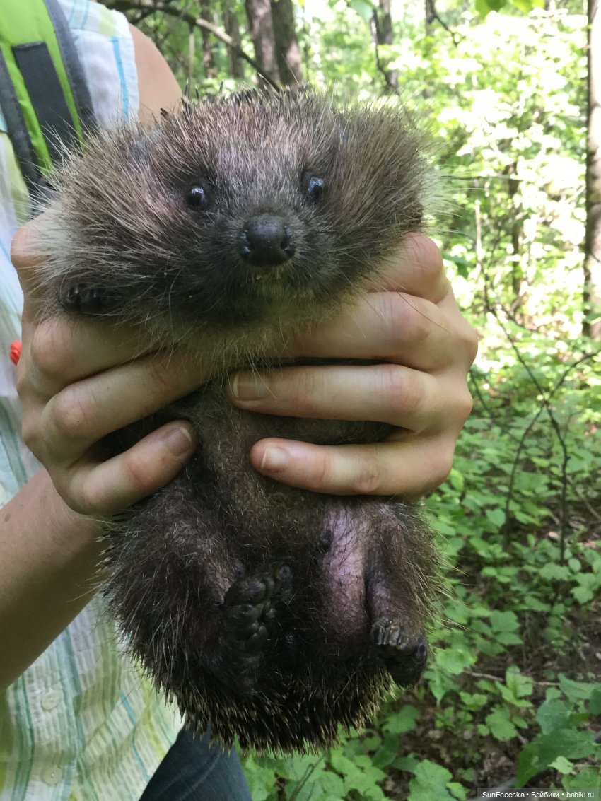 Яркая жизнь Арнольда. Чудеса природы после дождя. Часть 2