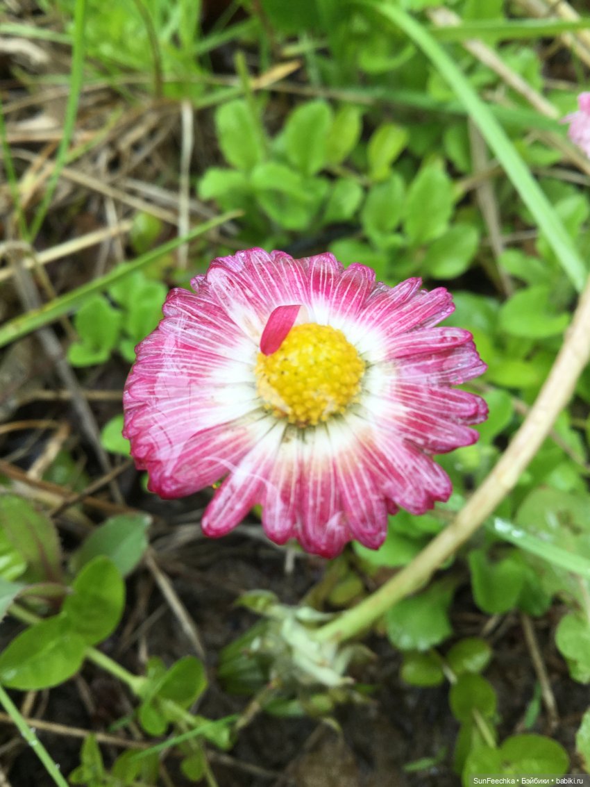 Яркая жизнь Арнольда. Чудеса природы после дождя. Часть 2 (фото 6)