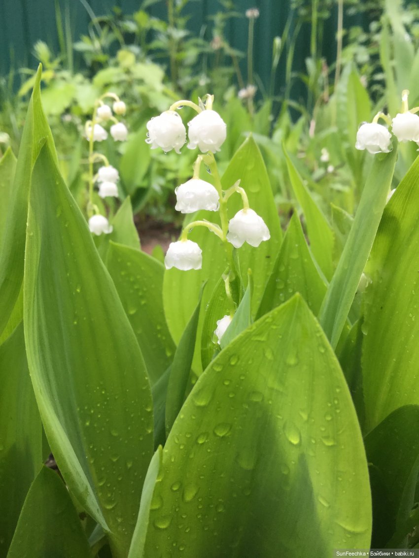 Яркая жизнь Арнольда. Чудеса природы после дождя. Часть 2 (фото 7)