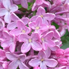 Яркая жизнь Арнольда. Чудеса природы после дождя. Часть 2