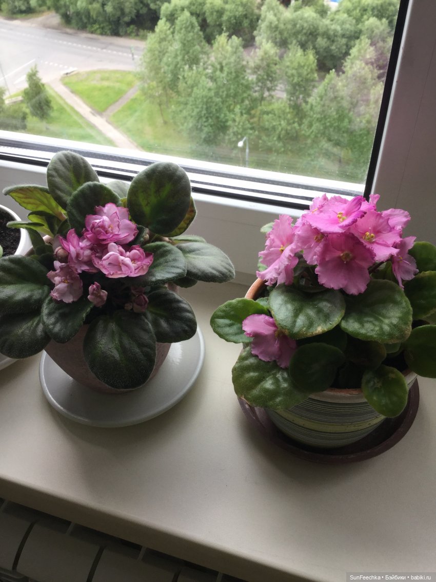 МК Миссис Бэйбики 2020. Маленькие хитрости по домоводству от Молли