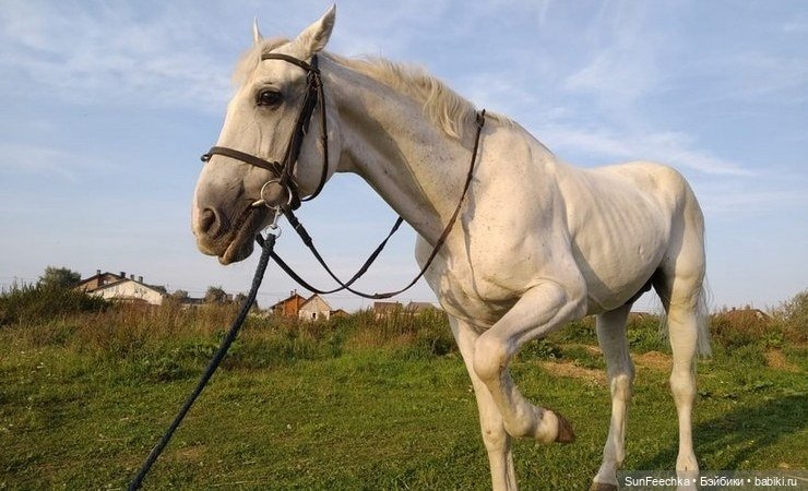 История одной лошади или мы ждём прибытия Кастро Челенджера Бруклина