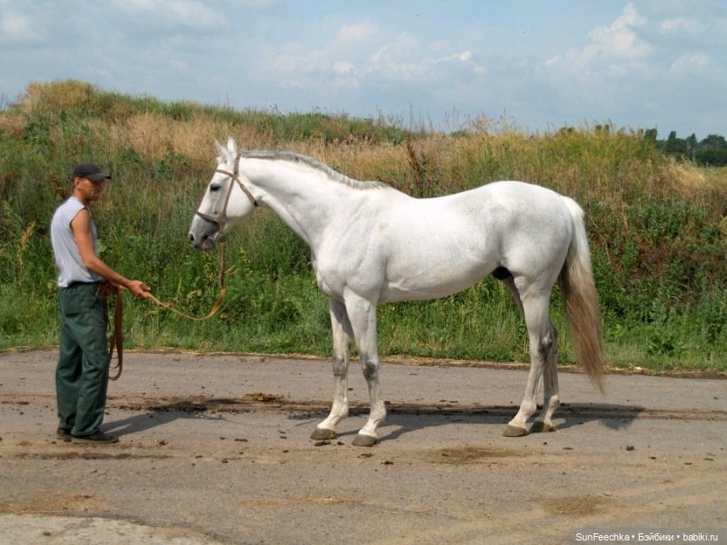 История одной лошади или мы ждём прибытия Кастро Челенджера Бруклина (фото 9)