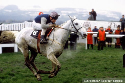История одной лошади или мы ждём прибытия Кастро Челенджера Бруклина (фото 5)