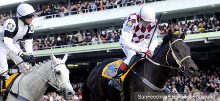 История одной лошади или мы ждём прибытия Кастро Челенджера Бруклина (фото 3)