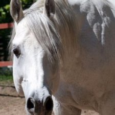 История одной лошади или мы ждём прибытия Кастро Челенджера Бруклина