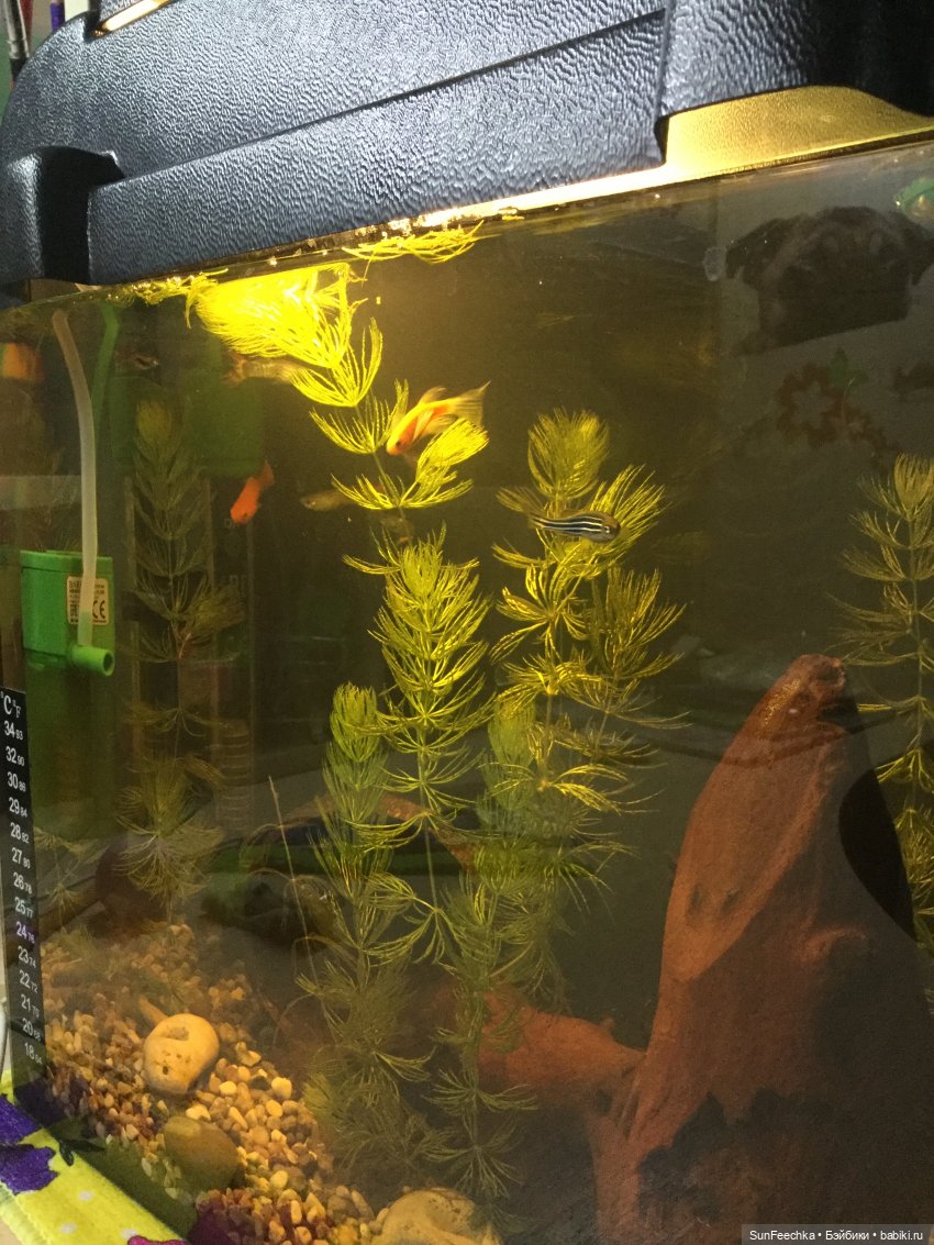 Мой аквариум (рубрика в мире моих животных) (фото 3)