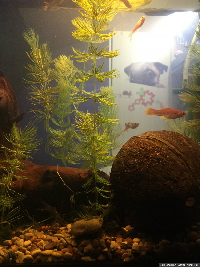 Мой аквариум (рубрика в мире моих животных) (фото 7)
