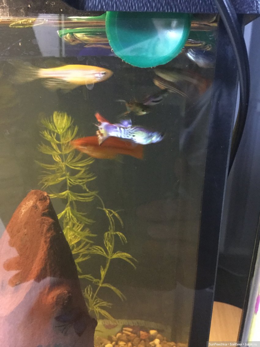 Мой аквариум (рубрика в мире моих животных) (фото 5)