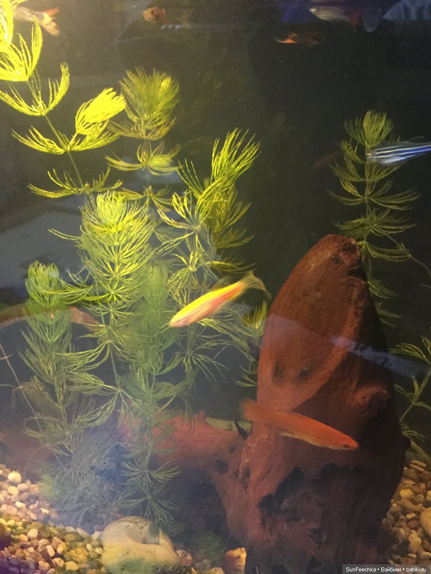 Мой аквариум (рубрика в мире моих животных) (фото 4)