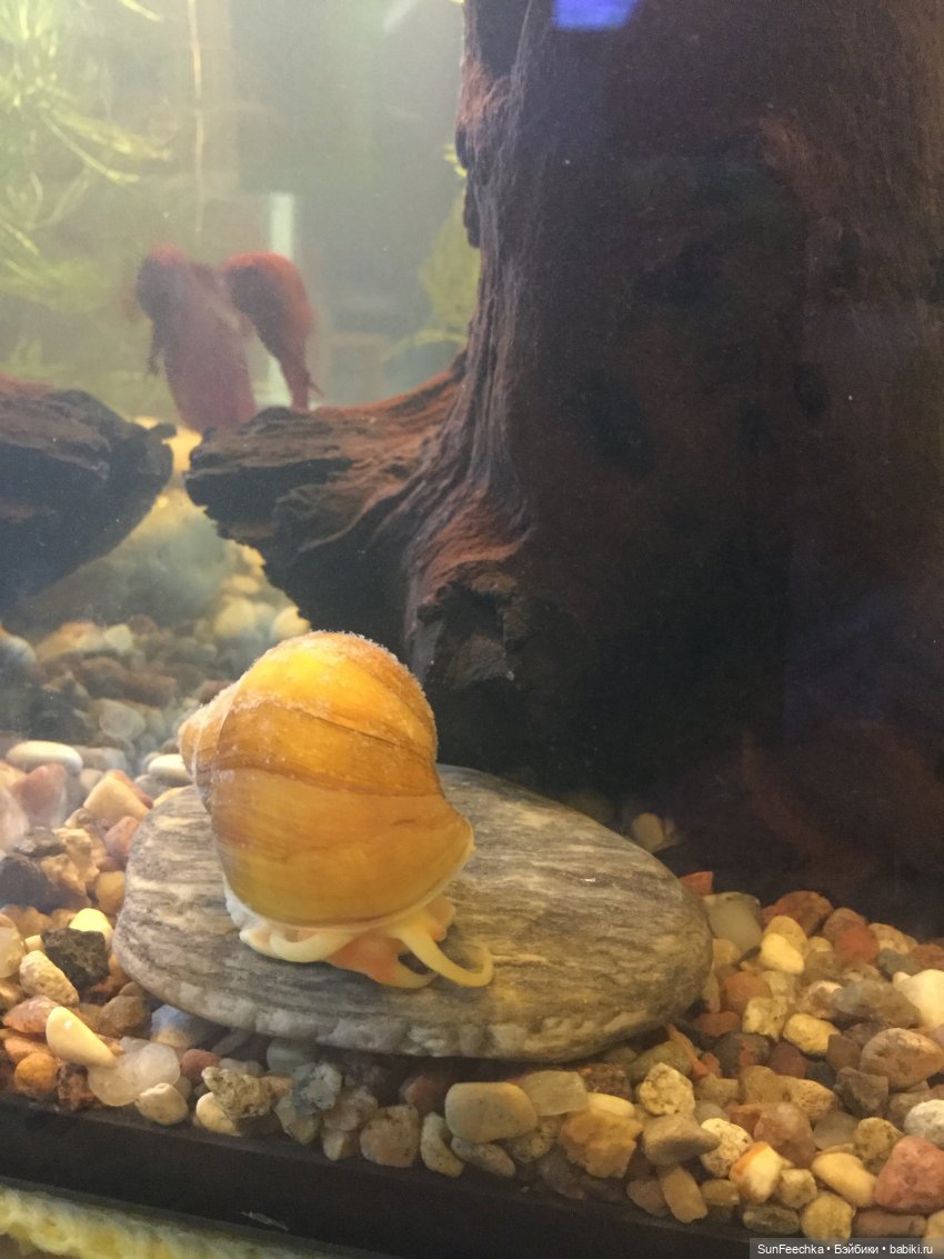 Мой аквариум (рубрика в мире моих животных) (фото 8)