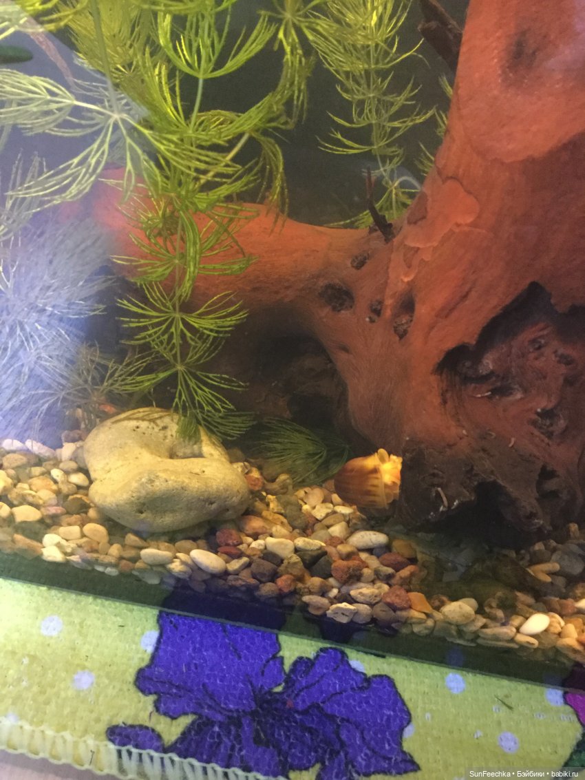 Мой аквариум (рубрика в мире моих животных) (фото 9)