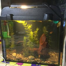 Мой аквариум (рубрика в мире моих животных)