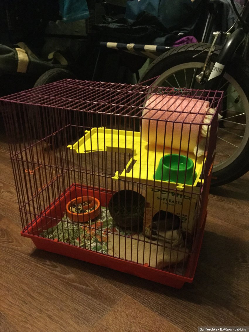 Наша весёлая семейка ( или снова в мире моих животных)