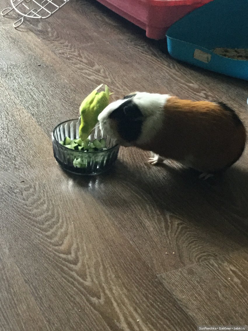 Наша весёлая семейка ( или снова в мире моих животных) (фото 5)