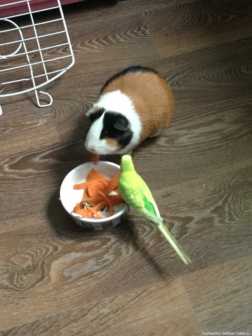 Наша весёлая семейка ( или снова в мире моих животных) (фото 6)