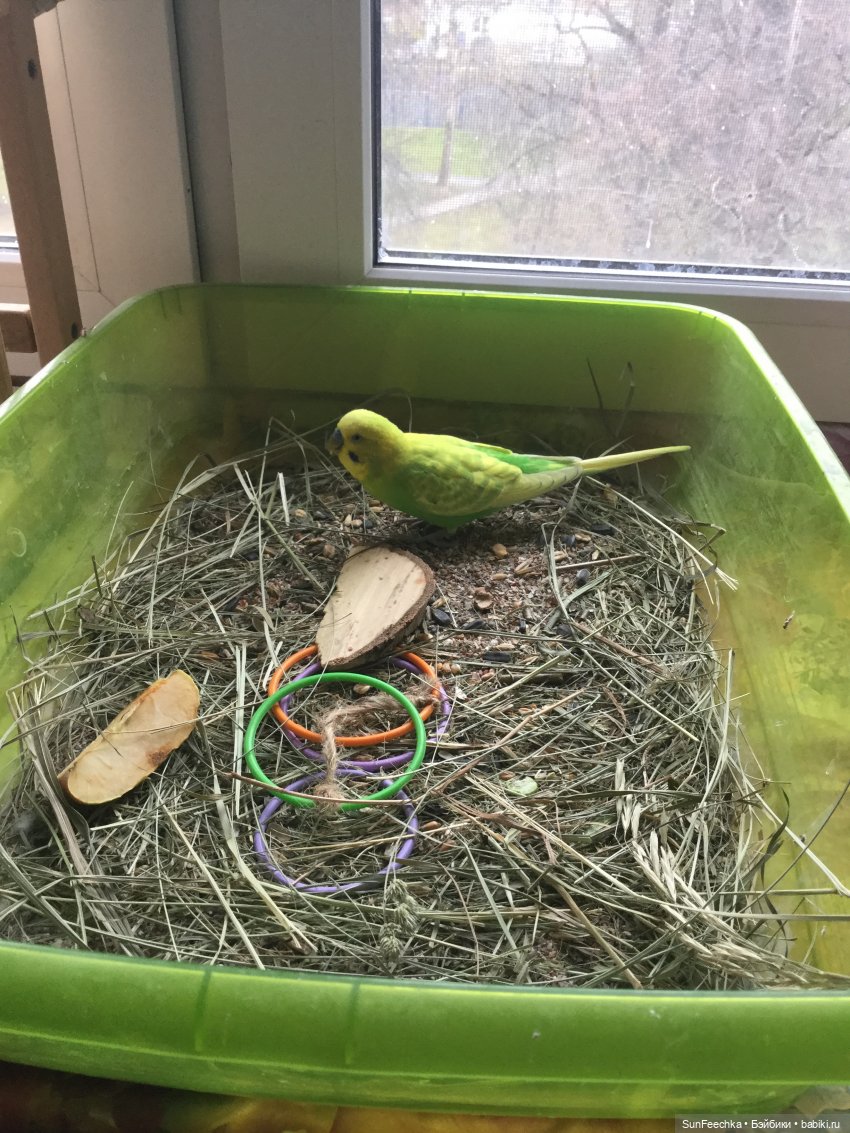 Наша весёлая семейка ( или снова в мире моих животных) (фото 10)