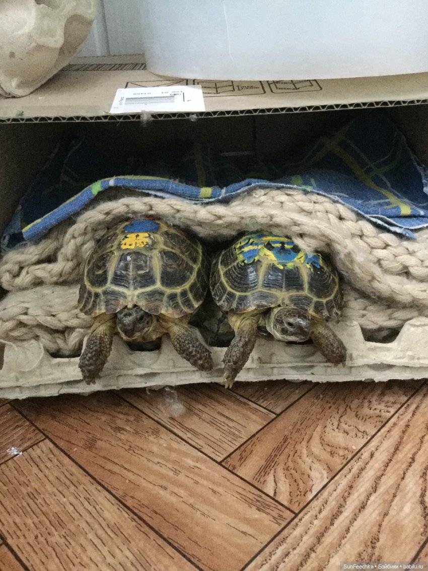 Наша весёлая семейка ( или снова в мире моих животных)