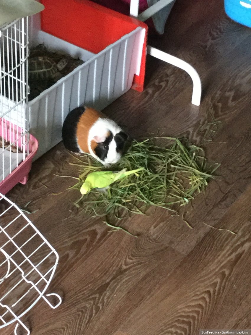 Наша весёлая семейка ( или снова в мире моих животных) (фото 8)