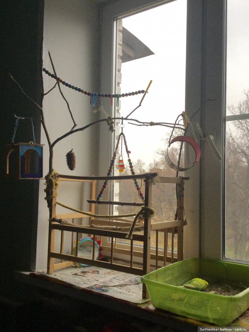 Наша весёлая семейка ( или снова в мире моих животных) (фото 9)