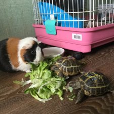 Наша весёлая семейка ( или снова в мире моих животных)