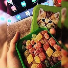 Кошачьи монпансье